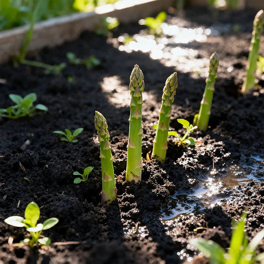 Premium Asparagus Seeds Pack Of 500 : Har Beej Mein Chhupa Hai Hariyali Ka Khazana! 💎🌱