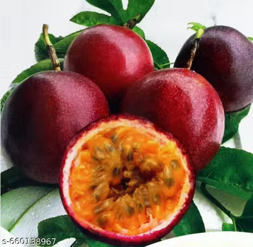 Passion Fruit Climbing Plant ( Pack of 500 Seeds)
