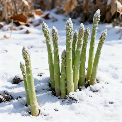Premium Asparagus Seeds Pack Of 500 : Har Beej Mein Chhupa Hai Hariyali Ka Khazana! 💎🌱