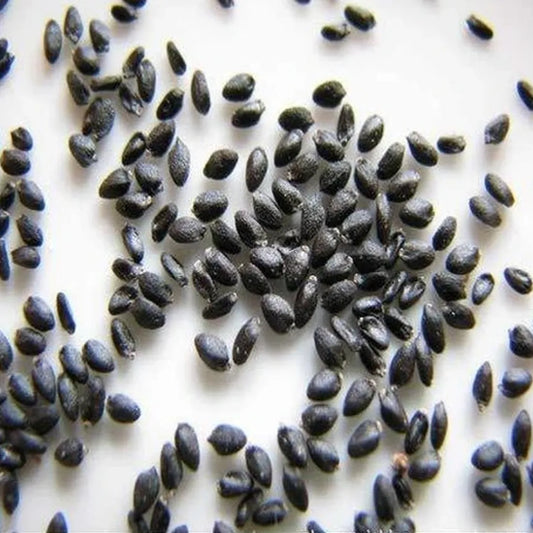 Dragon Fruit Seeds (Pack of 500 Seeds) 🌵🐉