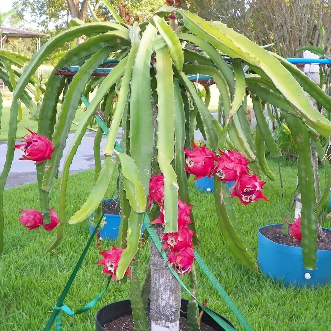 Dragon Fruit Seeds (Pack of 500 Seeds) 🌵🐉