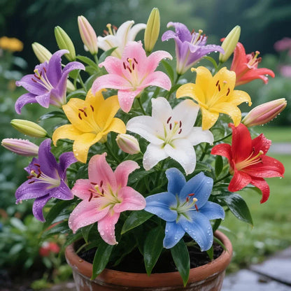Perfume Lily Bulbs 💐 Limited Edition Garden Beauty – Stock Khatam Hone Se Pehle Le Jaiye!