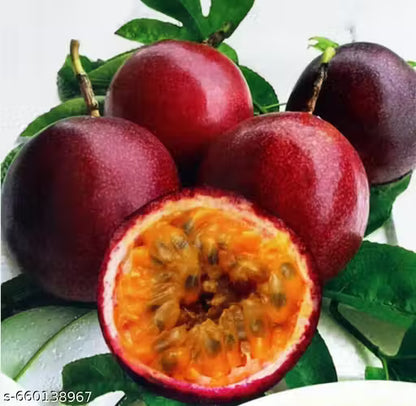 Passion Fruit Climbing Plant ( Pack of 500 Seeds)