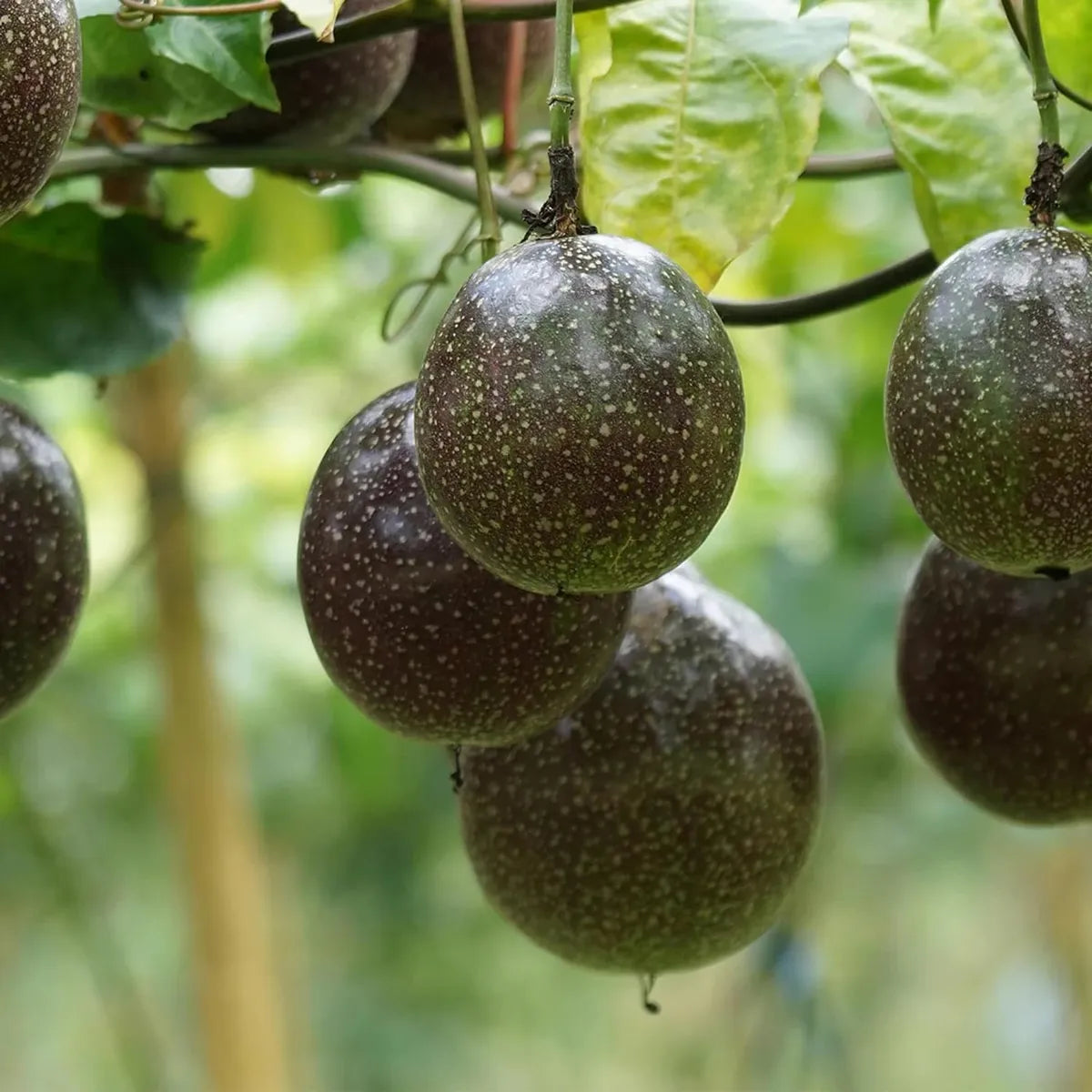 Passion Fruit Climbing Plant ( Pack of 500 Seeds)
