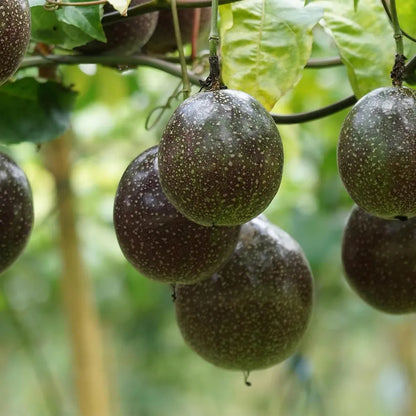 Passion Fruit Climbing Plant ( Pack of 500 Seeds)