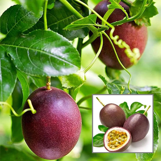 Passion Fruit Climbing Plant ( Pack of 500 Seeds)